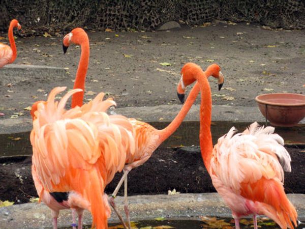 Europe’s oldest zoo in downtown Antwerp - Sputnik International