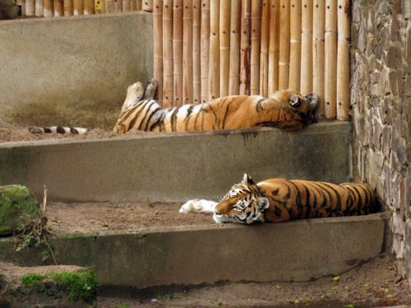 Europe’s oldest zoo in downtown Antwerp - Sputnik International