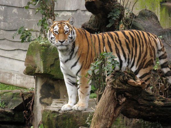 Europe’s oldest zoo in downtown Antwerp - Sputnik International