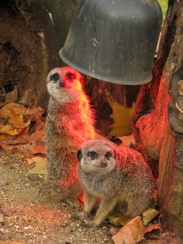 Europe’s oldest zoo in downtown Antwerp - Sputnik International