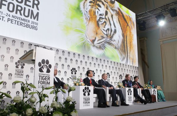 Moscow will further support research on the symbols of the Asian steppes within the framework of the rare species conservation program - Sputnik International