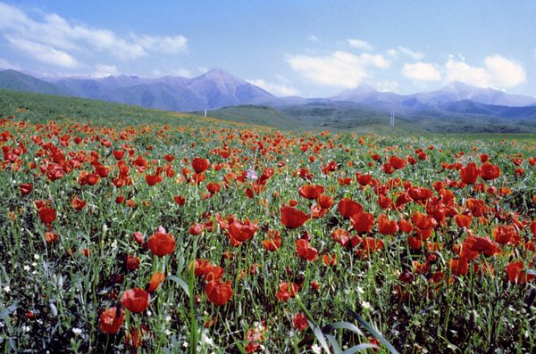 Poppies - Sputnik International
