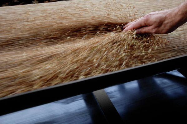 Russia to lift grain export ban from July 1 - Sputnik International