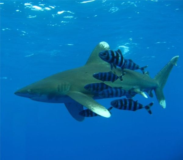 Egyptian Tourism Ministry closes all beaches after shark kills another tourist - Sputnik International