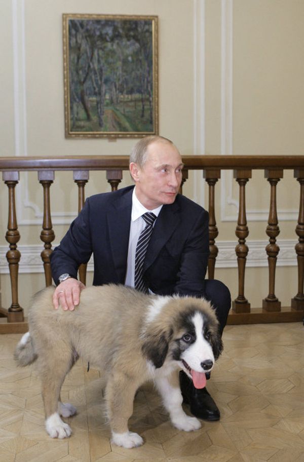 Vladimir Putin, the Animal Lover Vladimir Putin, the Animal Lover - Sputnik International