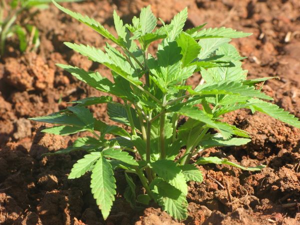 Czech MPs Okay Medical Use of Hemp - Sputnik International