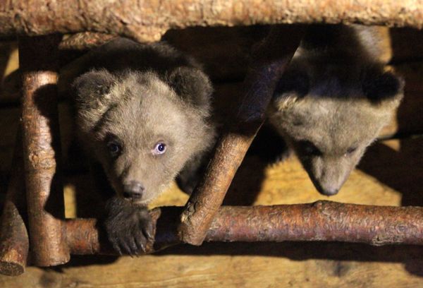 Russian circus bears fall asleep during tour Russian circus bears fall asleep during tour - Sputnik International