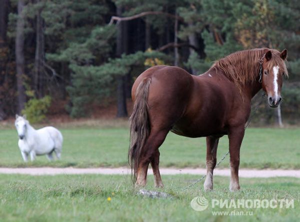 RIA Novosti Photo Gallery: Animals RIA Novosti Photo Gallery: Animals - Sputnik International