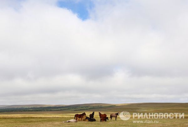 RIA Novosti Photo Gallery: Animals RIA Novosti Photo Gallery: Animals - Sputnik International