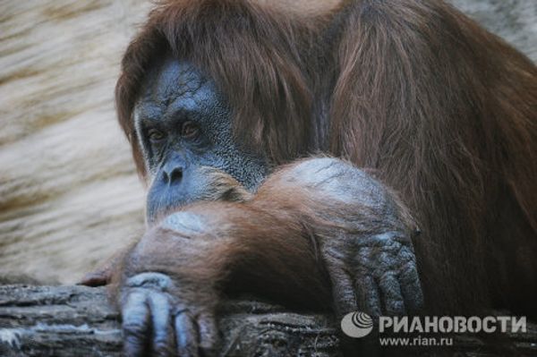RIA Novosti Photo Gallery: Animals RIA Novosti Photo Gallery: Animals - Sputnik International