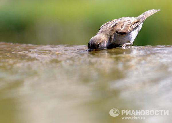 RIA Novosti Photo Gallery: Animals RIA Novosti Photo Gallery: Animals - Sputnik International
