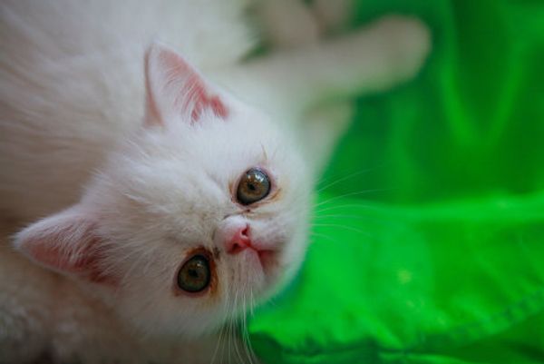 RIA Novosti Photo Gallery: Animals RIA Novosti Photo Gallery: Animals - Sputnik International