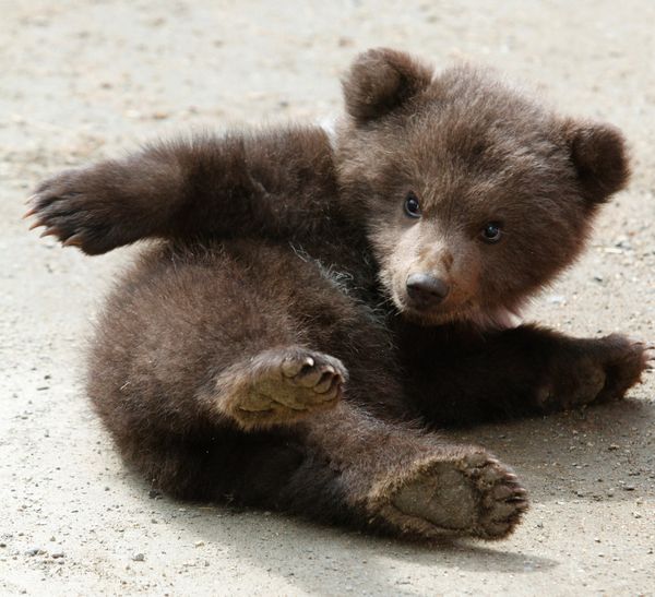 RIA Novosti Photo Gallery: Animals - Sputnik International