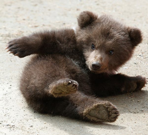 Celebrating Our Furry Friends: World Animal Day - Sputnik International