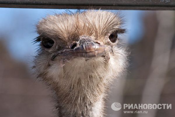 RIA Novosti Photo Gallery: Animals RIA Novosti Photo Gallery: Animals - Sputnik International