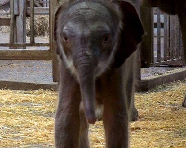 “Under-age” elephant in Rostov-on-Don Zoo becomes mother - Sputnik International