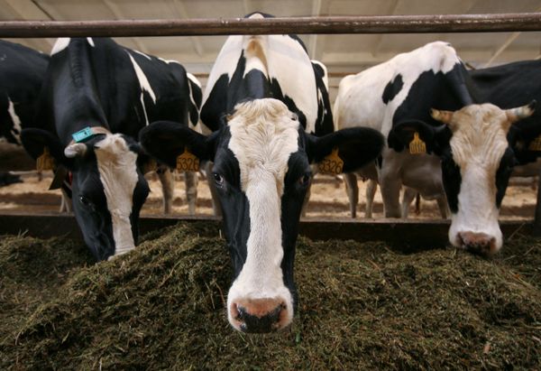 Emergency declared at southern Russian farm over anthrax outbreak. Archive. - Sputnik International