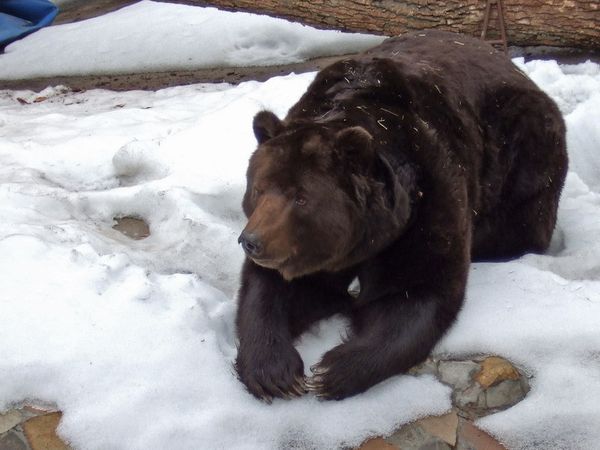 Bear - Sputnik International