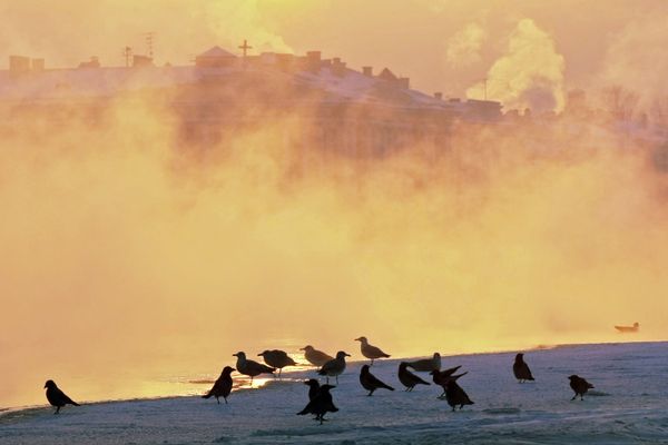 Mass bird deaths do not mean the end is nigh - scientists - Sputnik International