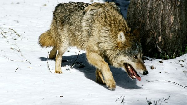 Heavy metal saves Norwegian boy from wolves - Sputnik International