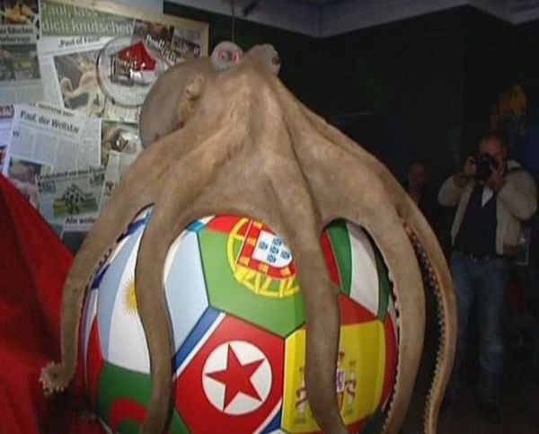 Memorial built for Paul the octopus  - Sputnik International