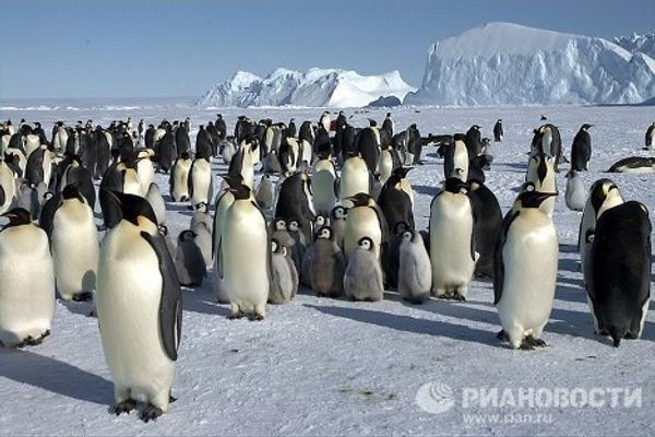 Antarctica – land of penguins and boundless ice - Sputnik International