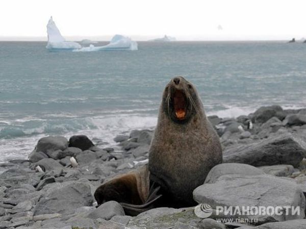 Antarctica – land of penguins and boundless ice - Sputnik International
