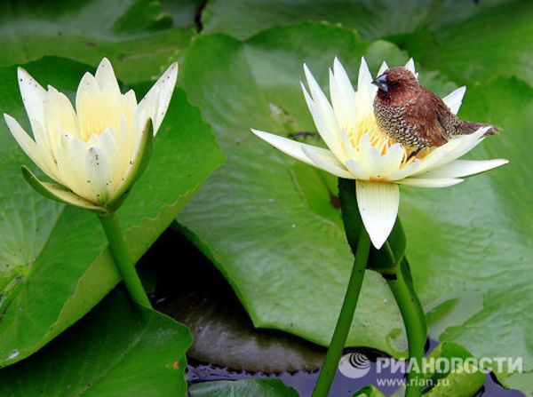 Jakarta celebrates Year of the Rabbit - Sputnik International