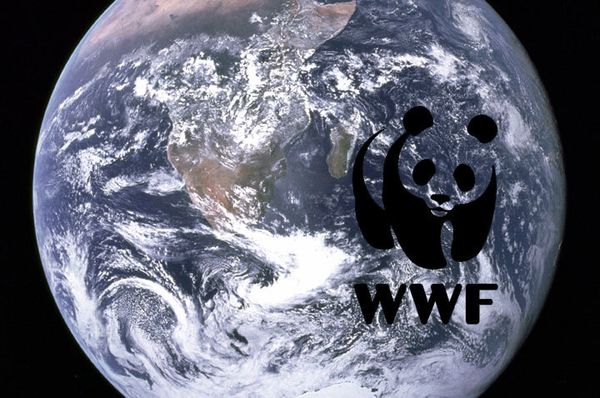 WWF claims that Australian government's new plan to protect the Great Barrier Reef is inadequate - Sputnik International
