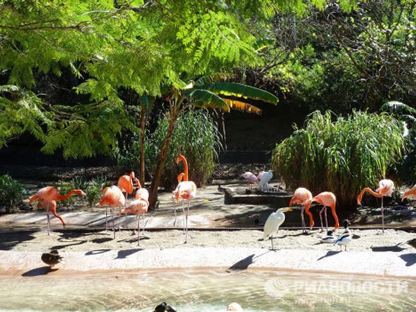 World-famous San Diego Zoo - Sputnik International