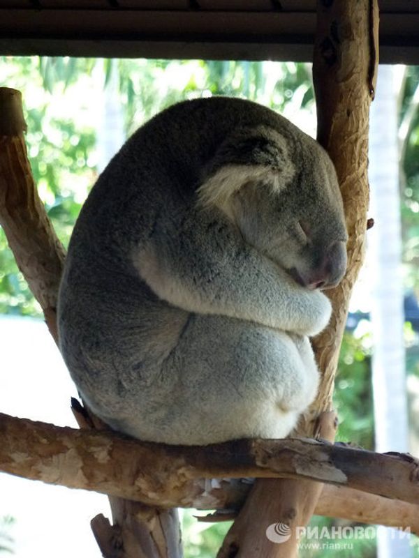 World-famous San Diego Zoo - Sputnik International