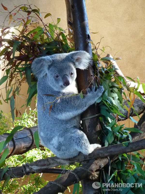 World-famous San Diego Zoo - Sputnik International