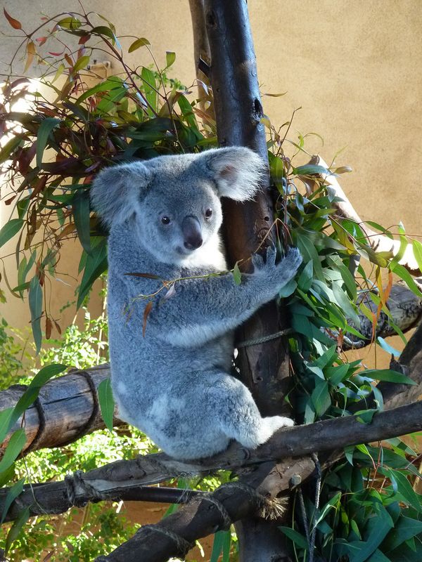World-famous San Diego Zoo - Sputnik International