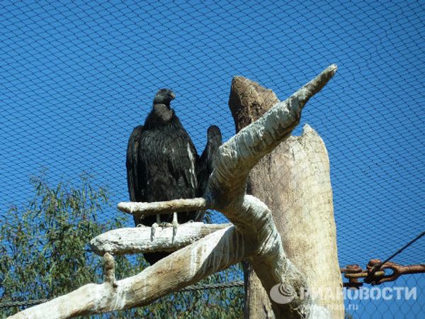 World-famous San Diego Zoo - Sputnik International