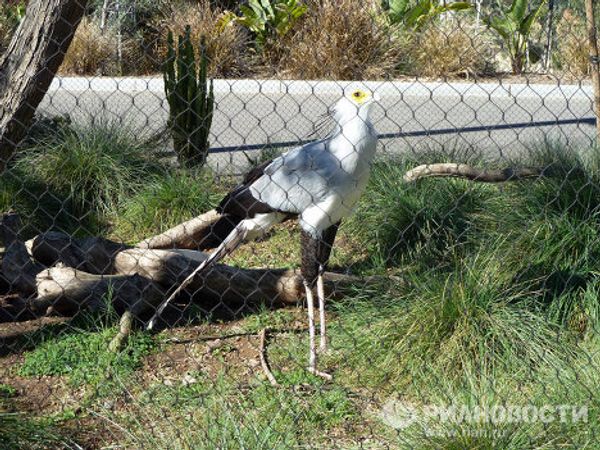 World-famous San Diego Zoo - Sputnik International