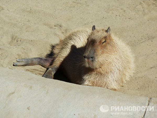 World-famous San Diego Zoo - Sputnik International