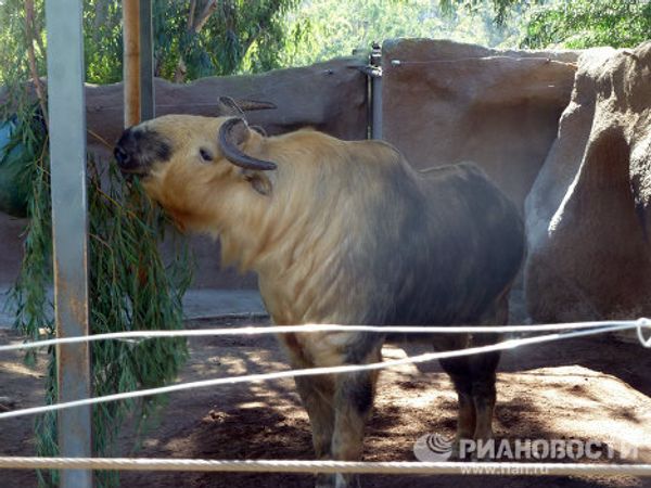 World-famous San Diego Zoo - Sputnik International