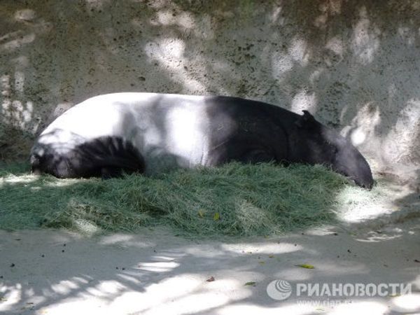 World-famous San Diego Zoo - Sputnik International