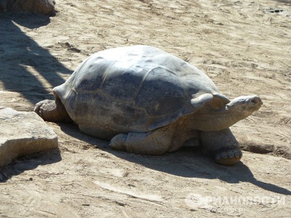 World-famous San Diego Zoo - Sputnik International