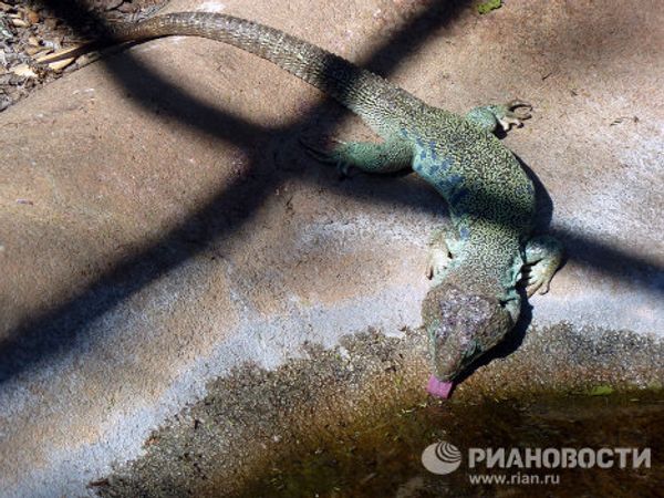 World-famous San Diego Zoo - Sputnik International