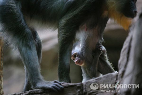 Mandrill and orangutan infants at the Moscow Zoo - Sputnik International