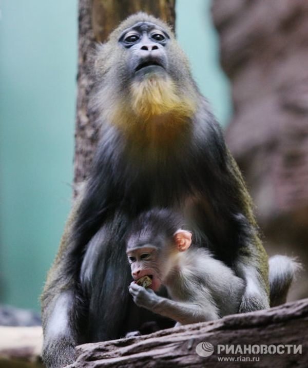Mandrill and orangutan infants at the Moscow Zoo - Sputnik International