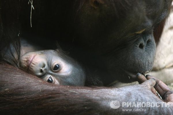 Mandrill and orangutan infants at the Moscow Zoo - Sputnik International