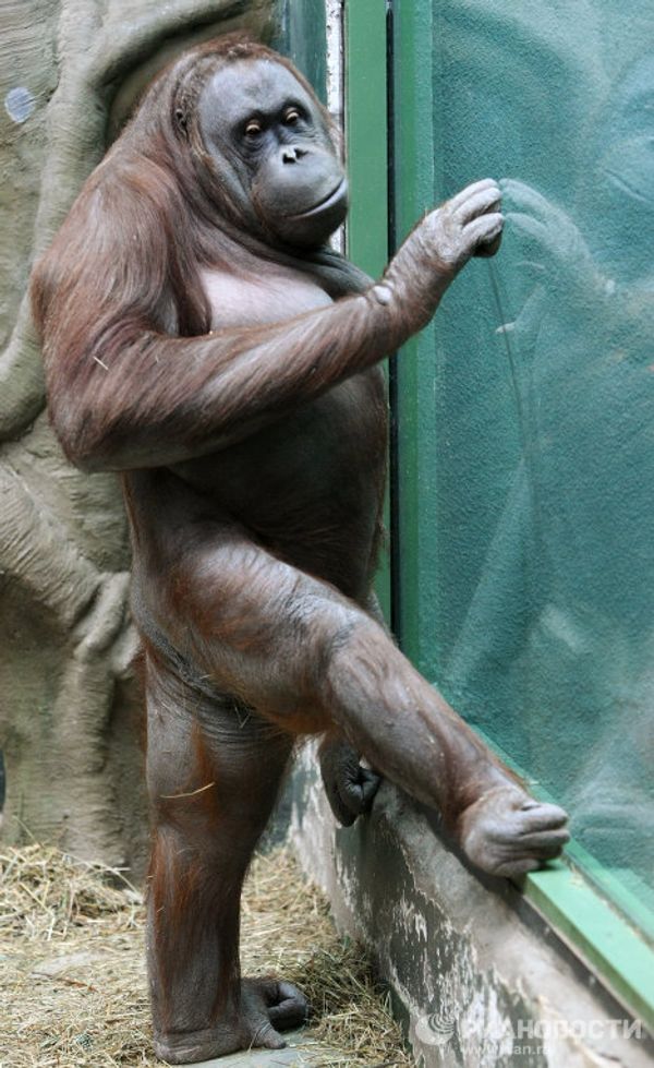 Mandrill and orangutan infants at the Moscow Zoo - Sputnik International