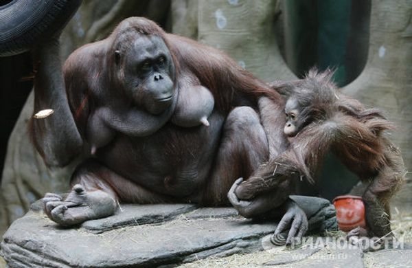 Mandrill and orangutan infants at the Moscow Zoo - Sputnik International