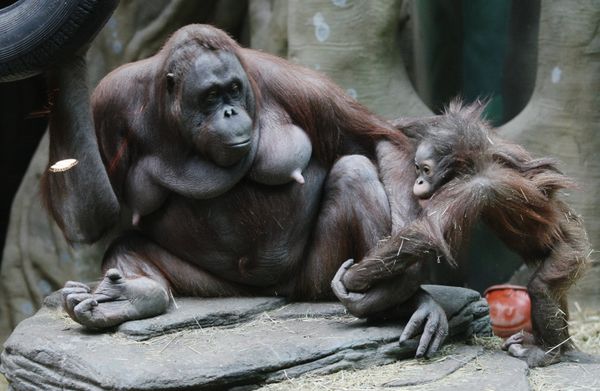 Mandrill and orangutan infants at the Moscow Zoo - Sputnik International