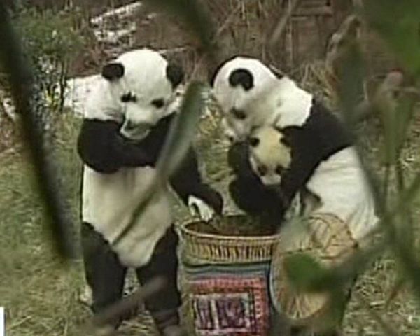 Mother and baby pandas released back into the wild - Sputnik International