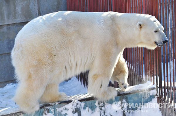 Umka the polar bear named Mr Zoo 2011 - Sputnik International