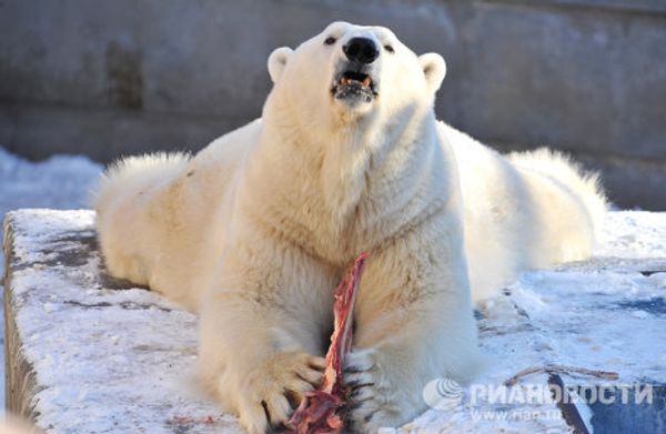 Umka the polar bear named Mr Zoo 2011 - Sputnik International