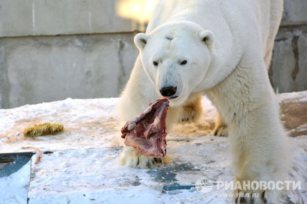 Umka the polar bear named Mr Zoo 2011 - Sputnik International